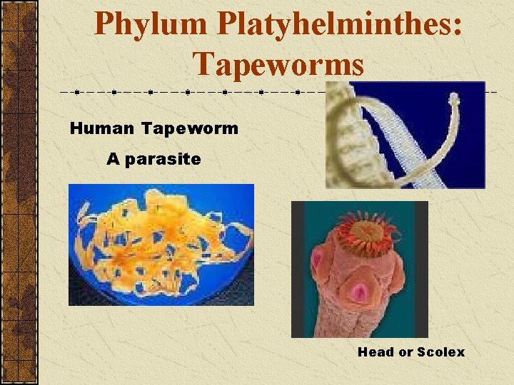 Phylum Platyhelminthes: Tapeworms Human Tapeworm A parasite Head or Scolex 