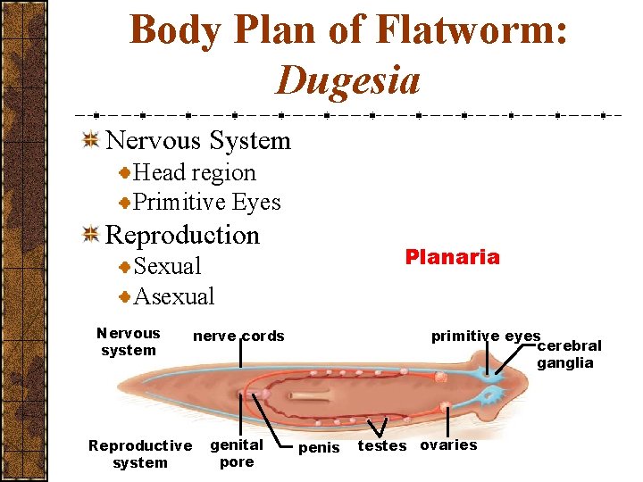 Body Plan of Flatworm: Dugesia Nervous System Head region Primitive Eyes Reproduction Planaria Sexual