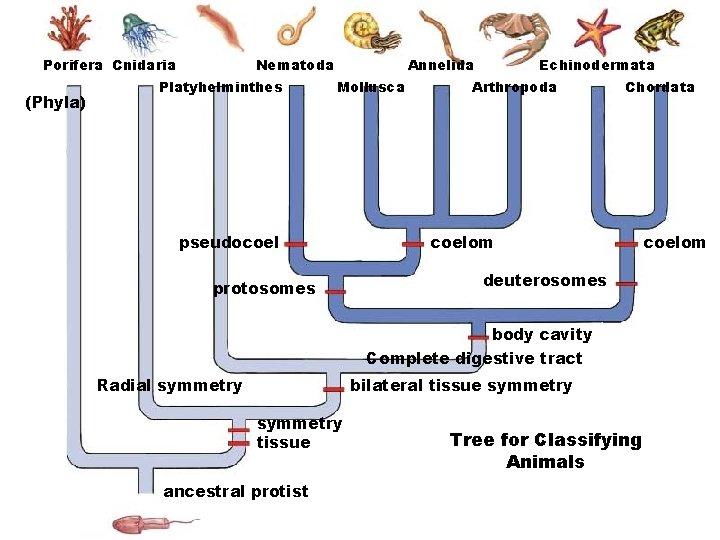 Porifera Cnidaria (Phyla) Nematoda Platyhelminthes Annelida Mollusca pseudocoel protosomes Echinodermata Arthropoda Chordata coelom deuterosomes