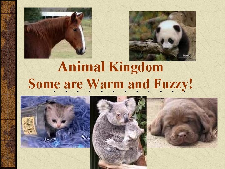 Animal Kingdom Some are Warm and Fuzzy! 