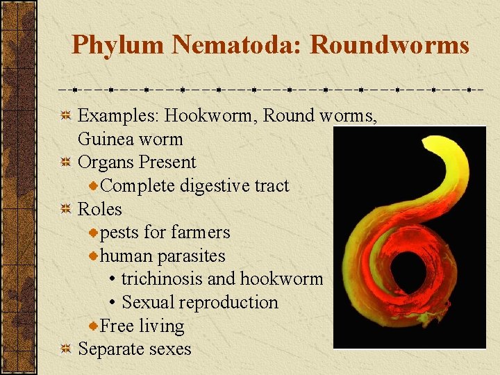 Phylum Nematoda: Roundworms Examples: Hookworm, Round worms, Guinea worm Organs Present Complete digestive tract