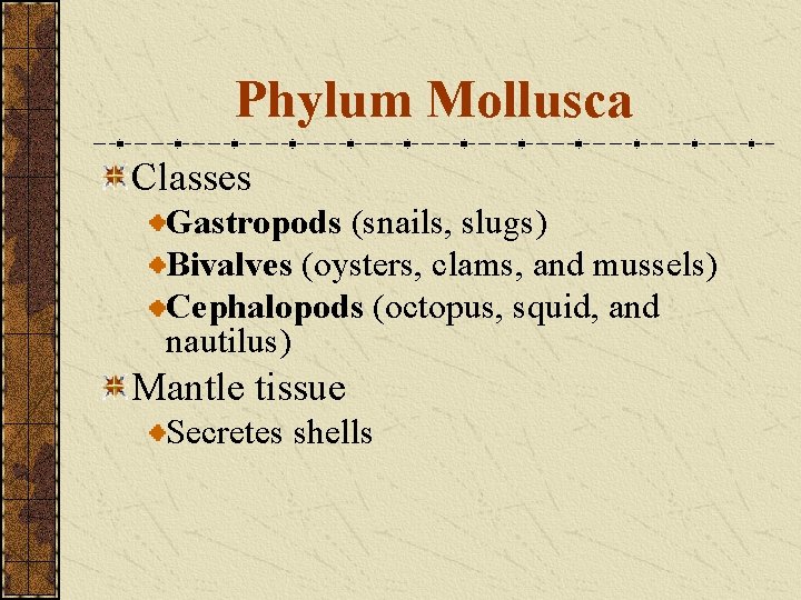 Phylum Mollusca Classes Gastropods (snails, slugs) Bivalves (oysters, clams, and mussels) Cephalopods (octopus, squid,