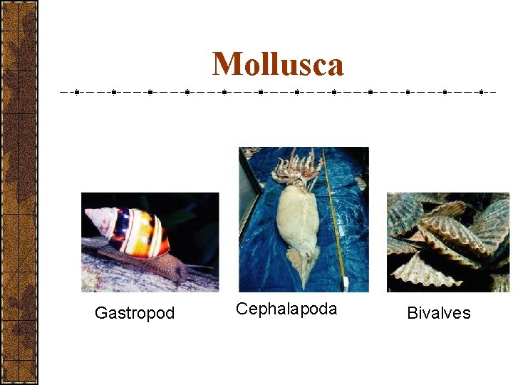 Mollusca Gastropod Cephalapoda Bivalves 