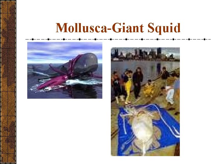 Mollusca-Giant Squid 