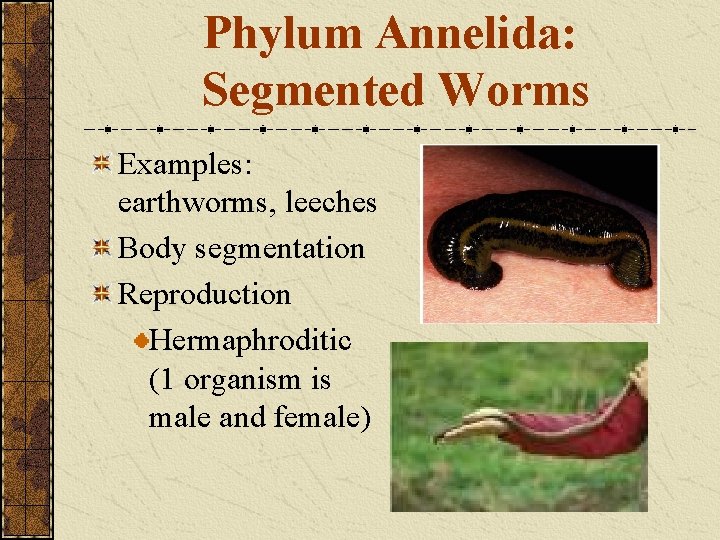 Phylum Annelida: Segmented Worms Examples: earthworms, leeches Body segmentation Reproduction Hermaphroditic (1 organism is