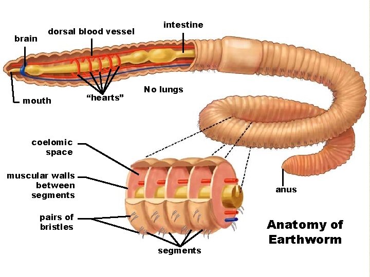 brain dorsal blood vessel mouth “hearts” intestine No lungs coelomic space muscular walls between