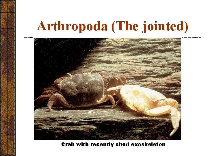 Arthropoda (The jointed) Crab with recently shed exoskeleton 