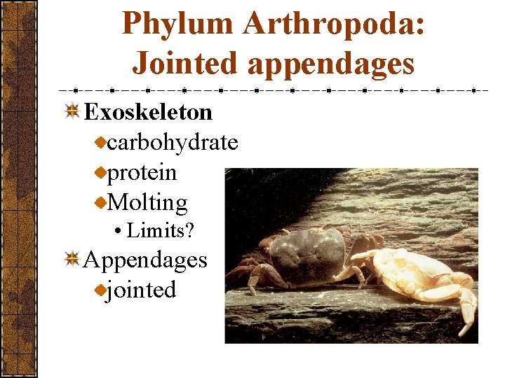 Phylum Arthropoda: Jointed appendages Exoskeleton carbohydrate protein Molting • Limits? Appendages jointed 