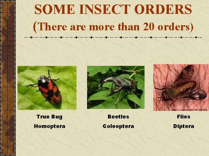 SOME INSECT ORDERS (There are more than 20 orders) True Bug Beetles Flies Homoptera