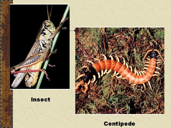 Insect Centipede 
