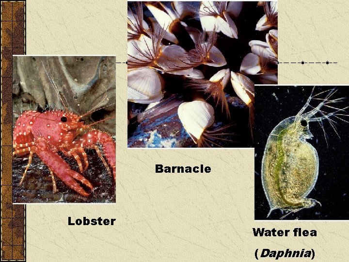 Barnacle Lobster Water flea (Daphnia) 