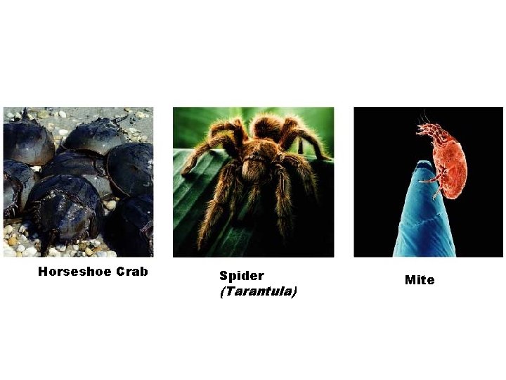 Horseshoe Crab Spider (Tarantula) Mite 