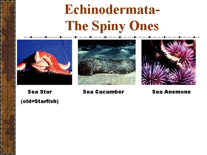 Echinodermata. The Spiny Ones Sea Star (old=Starfish) Sea Cucumber Sea Anemone 