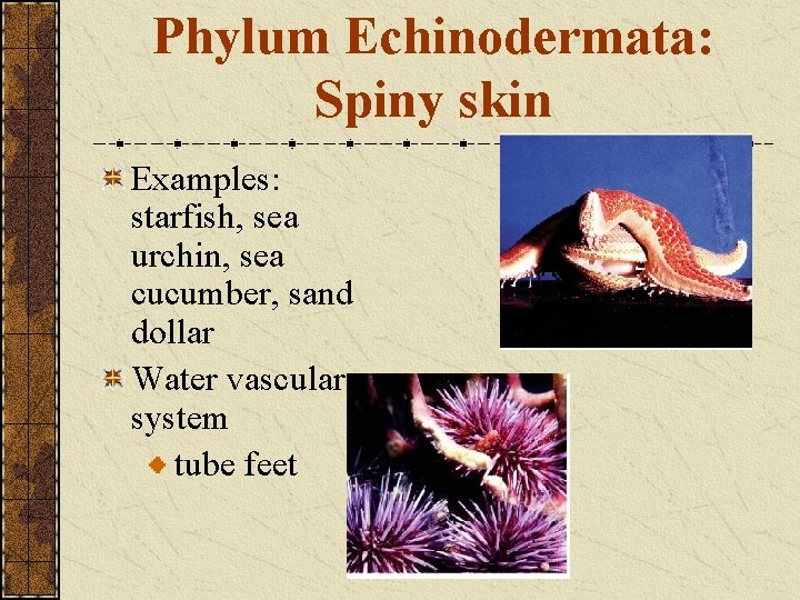 Phylum Echinodermata: Spiny skin Examples: starfish, sea urchin, sea cucumber, sand dollar Water vascular