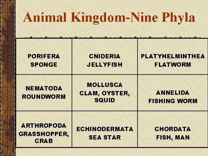 Animal Kingdom-Nine Phyla PORIFERA SPONGE CNIDERIA JELLYFISH PLATYHELMINTHEA FLATWORM NEMATODA ROUNDWORM MOLLUSCA CLAM, OYSTER,