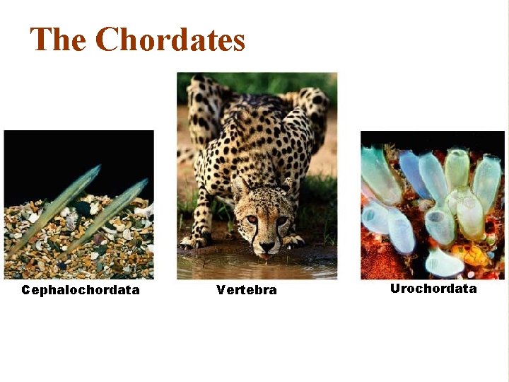 The Chordates Cephalochordata Vertebra Urochordata 