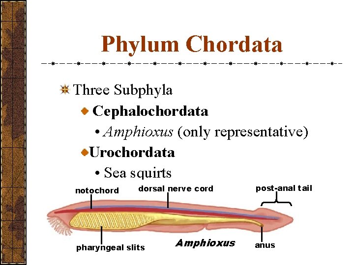 Phylum Chordata Three Subphyla Cephalochordata • Amphioxus (only representative) Urochordata • Sea squirts post-anal