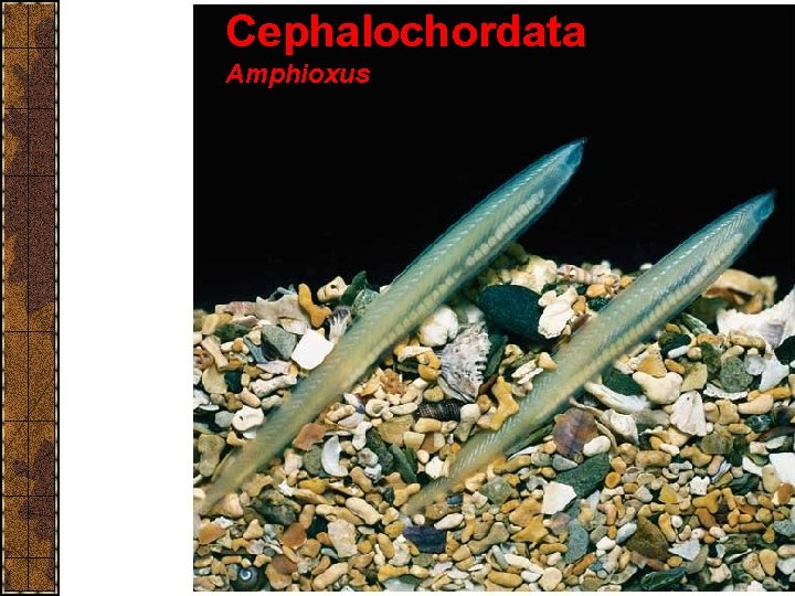 Cephalochordata Amphioxus 