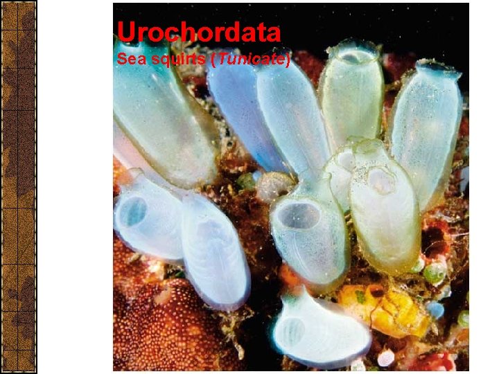 Urochordata Sea squirts (Tunicate) 