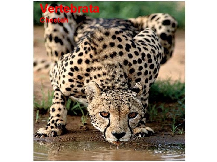 Vertebrata Cheetah 