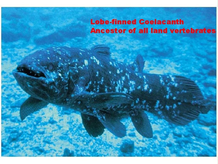 Lobe-finned Coelacanth Ancestor of all land vertebrates 