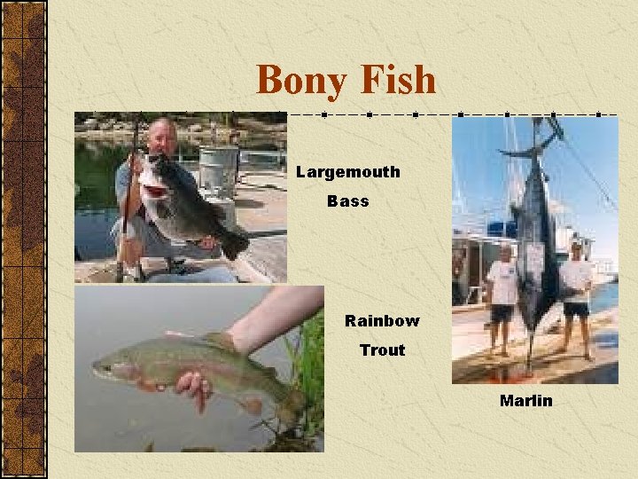 Bony Fish Largemouth Bass Rainbow Trout Marlin 