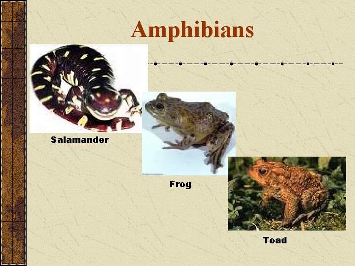 Amphibians Salamander Frog Toad 