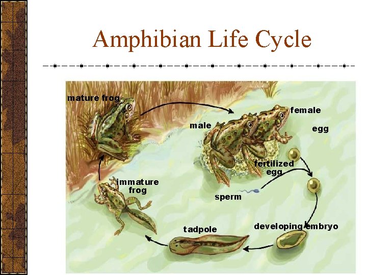 Amphibian Life Cycle mature frog female immature frog egg fertilized egg sperm tadpole developing