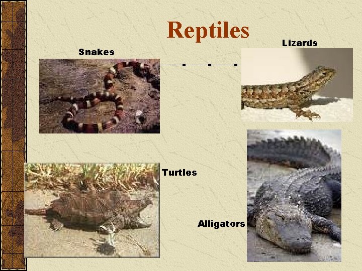 Reptiles Snakes Turtles Alligators Lizards 