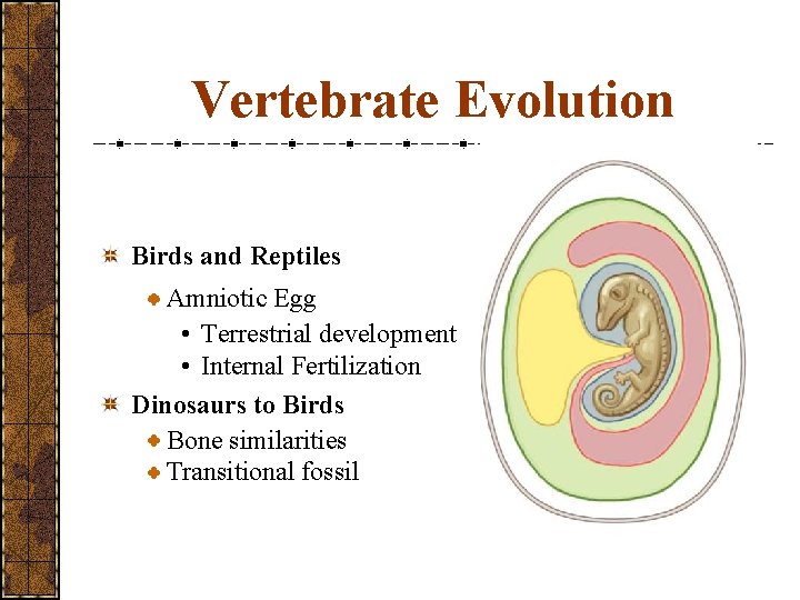 Vertebrate Evolution Birds and Reptiles Amniotic Egg • Terrestrial development • Internal Fertilization Dinosaurs