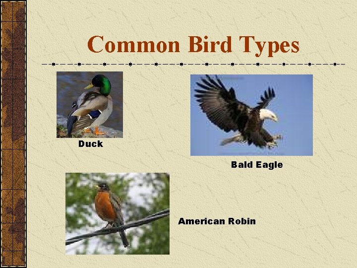 Common Bird Types Duck Bald Eagle American Robin 