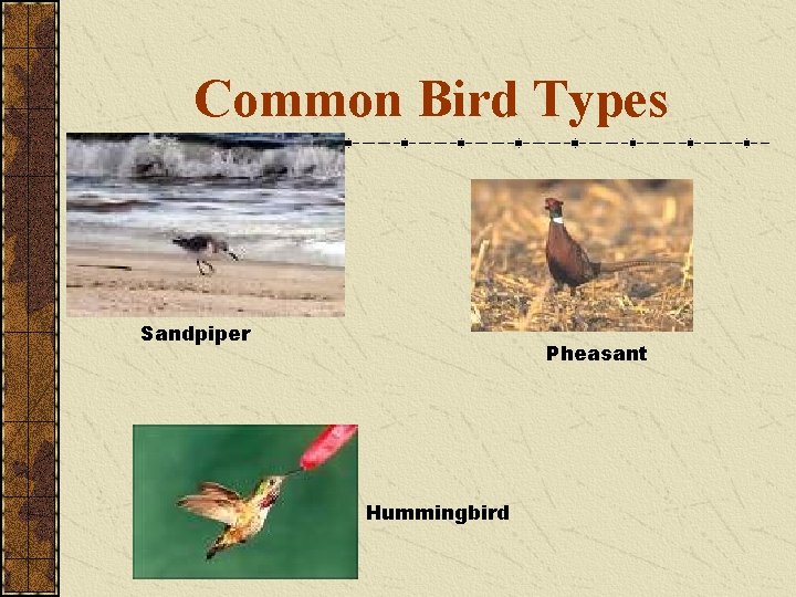 Common Bird Types Sandpiper Pheasant Hummingbird 