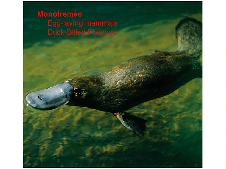 Monotremes Egg-laying mammals Duck-Billed Platypus 