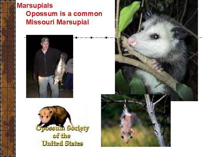 Marsupials Opossum is a common Missouri Marsupial 