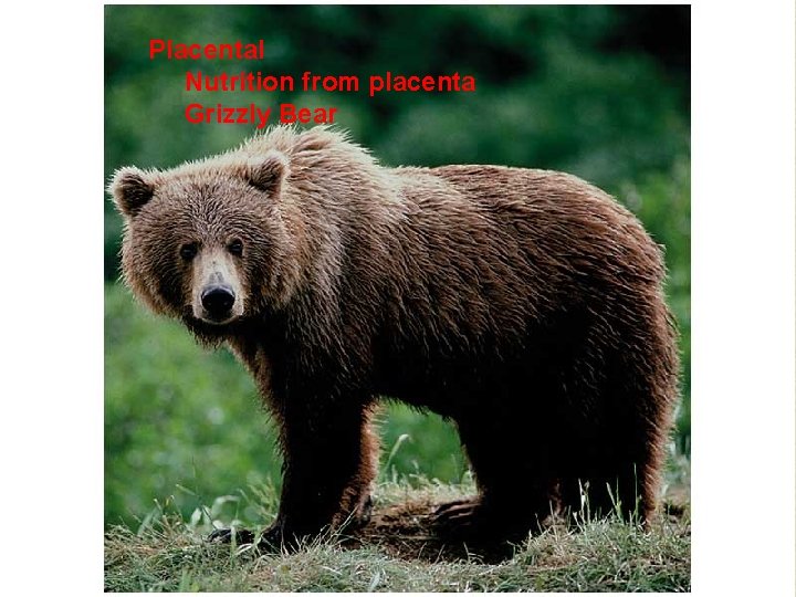 Placental Nutrition from placenta Grizzly Bear 