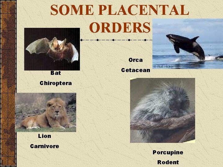 SOME PLACENTAL ORDERS Orca Bat Cetacean Chiroptera Lion Carnivore Porcupine Rodent 