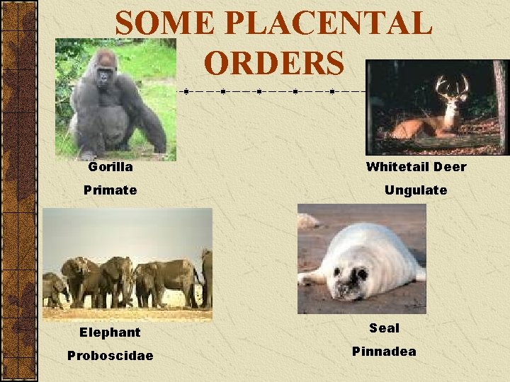 SOME PLACENTAL ORDERS Gorilla Whitetail Deer Primate Ungulate Elephant Seal Proboscidae Pinnadea 