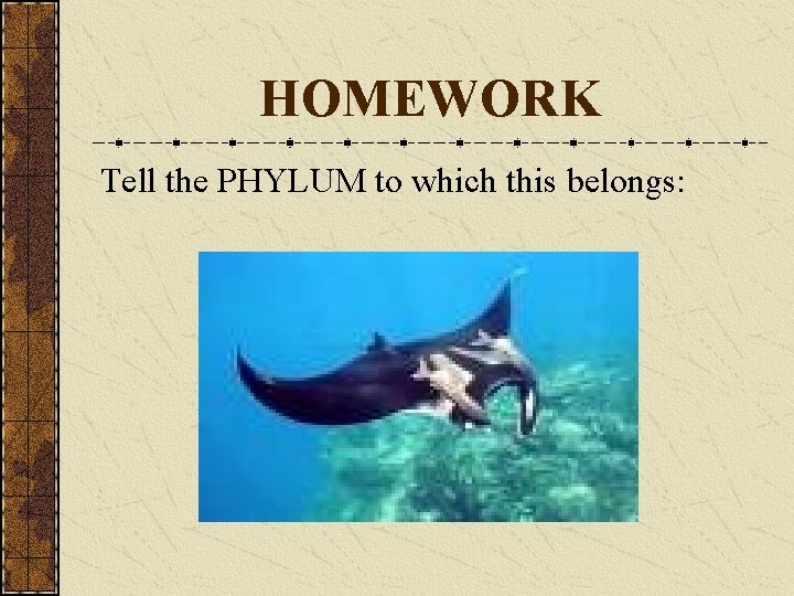 HOMEWORK Tell the PHYLUM to which this belongs: 