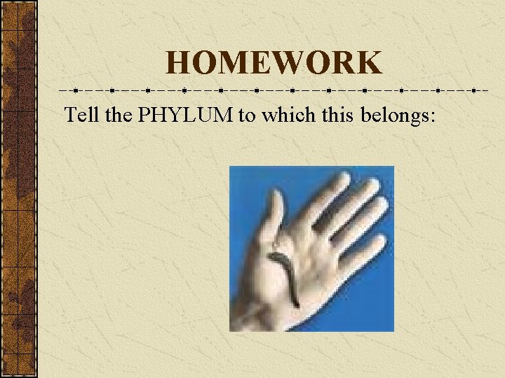 HOMEWORK Tell the PHYLUM to which this belongs: 