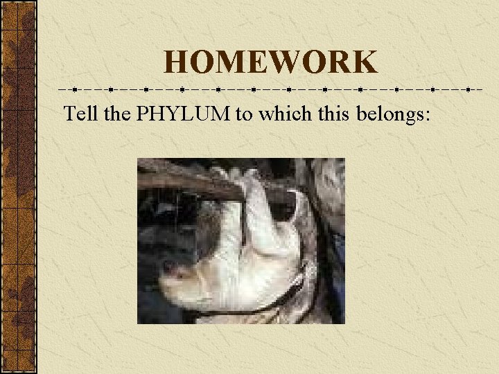 HOMEWORK Tell the PHYLUM to which this belongs: 