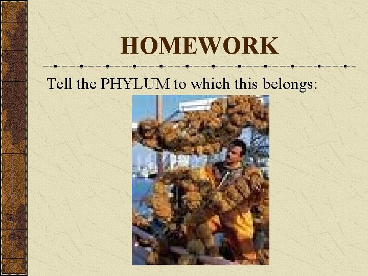 HOMEWORK Tell the PHYLUM to which this belongs: 