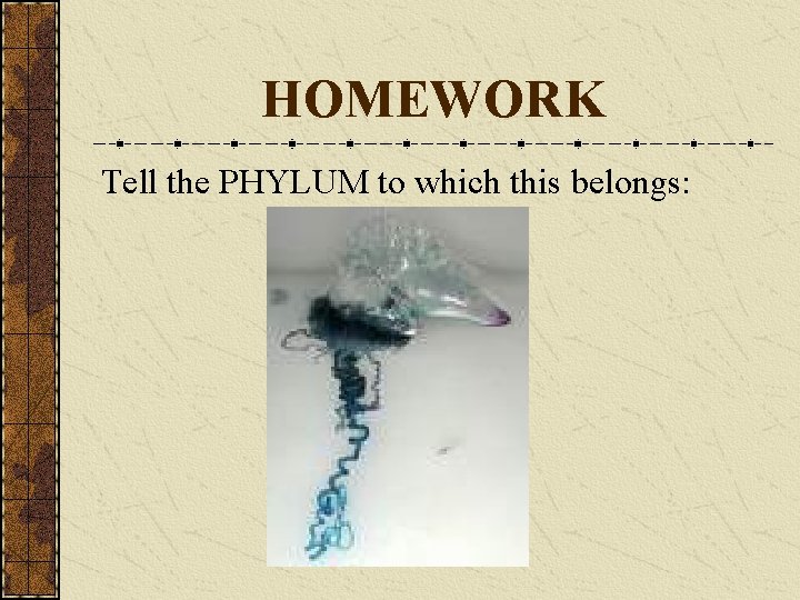 HOMEWORK Tell the PHYLUM to which this belongs: 