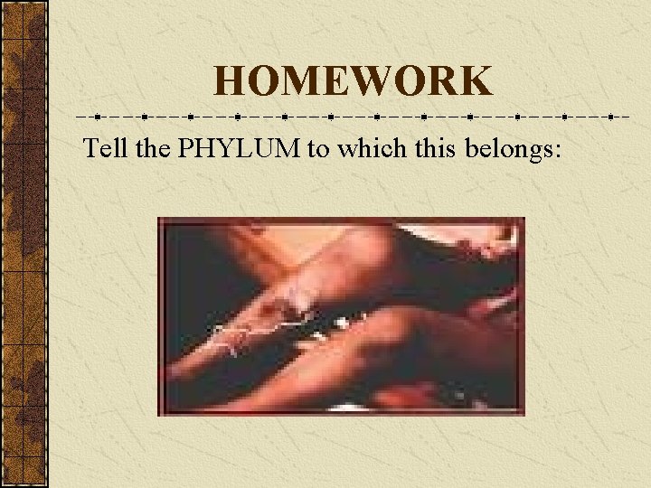 HOMEWORK Tell the PHYLUM to which this belongs: 