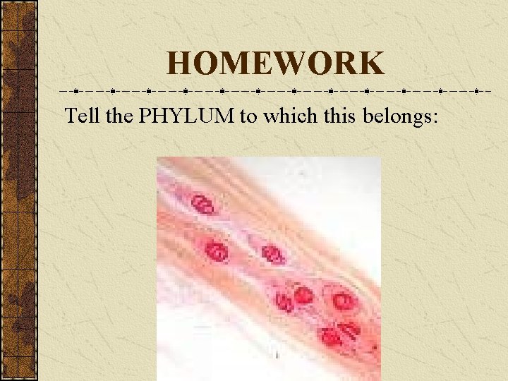 HOMEWORK Tell the PHYLUM to which this belongs: 