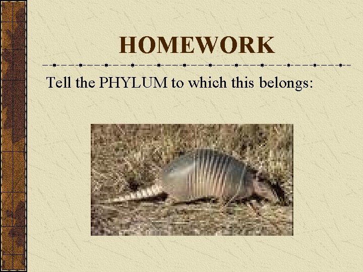 HOMEWORK Tell the PHYLUM to which this belongs: 
