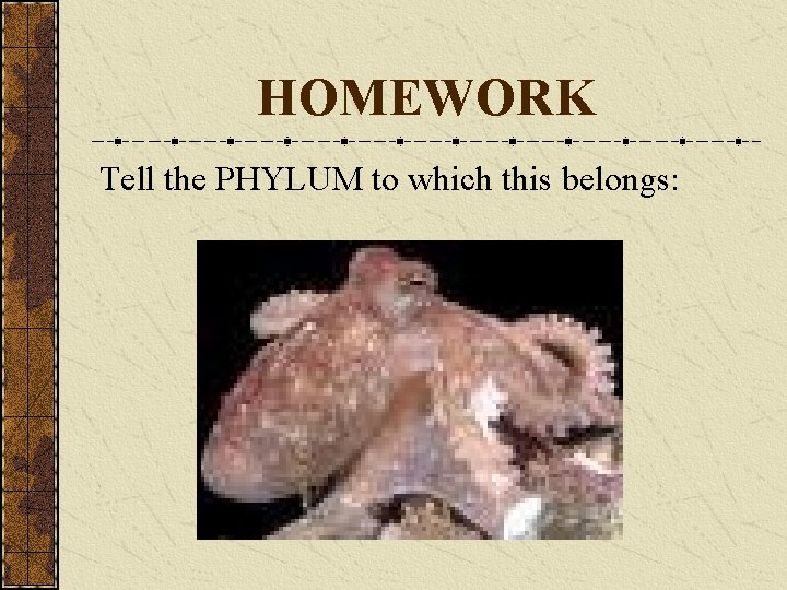 HOMEWORK Tell the PHYLUM to which this belongs: 