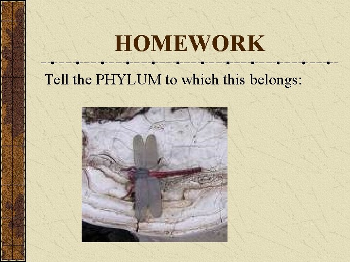 HOMEWORK Tell the PHYLUM to which this belongs: 
