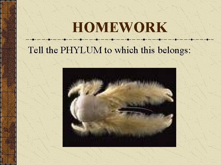 HOMEWORK Tell the PHYLUM to which this belongs: 
