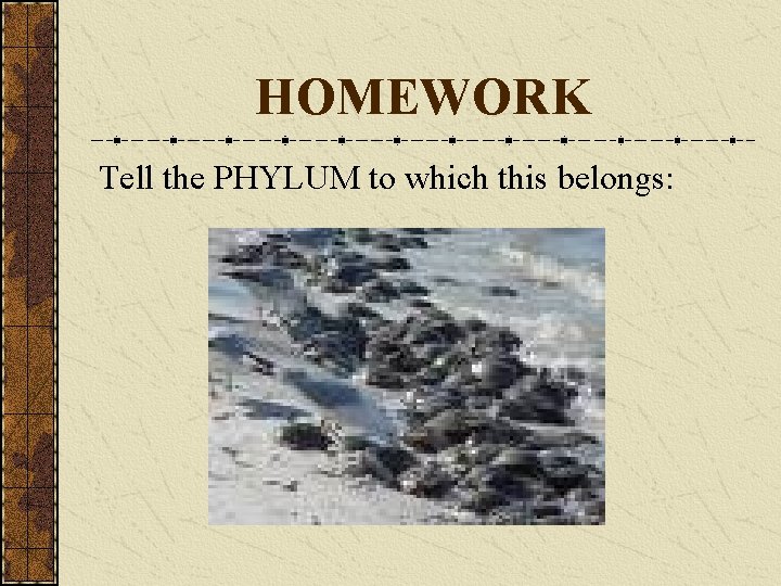 HOMEWORK Tell the PHYLUM to which this belongs: 