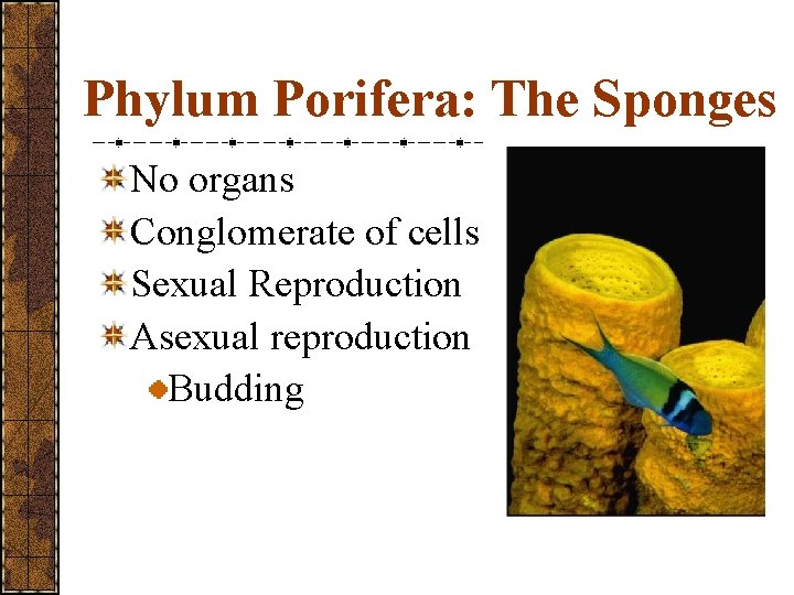 Phylum Porifera: The Sponges No organs Conglomerate of cells Sexual Reproduction Asexual reproduction Budding